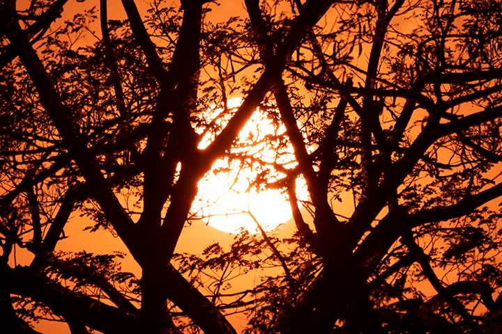 Trees covering sun during sunset