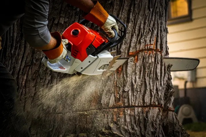 A tree technician using a chainsaw to cut into the trunk of a large tree. Tree removal is an important part of keeping your landscape safe, healthy, and looking good.