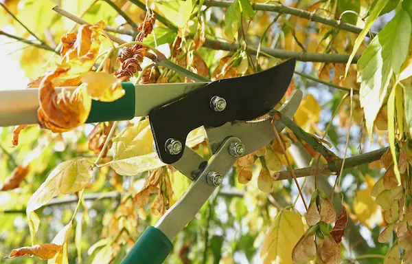 Closeup of a maple tree branch being pruned by an arborist