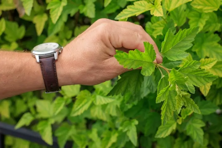 Person checking the condition of shrubs and trees