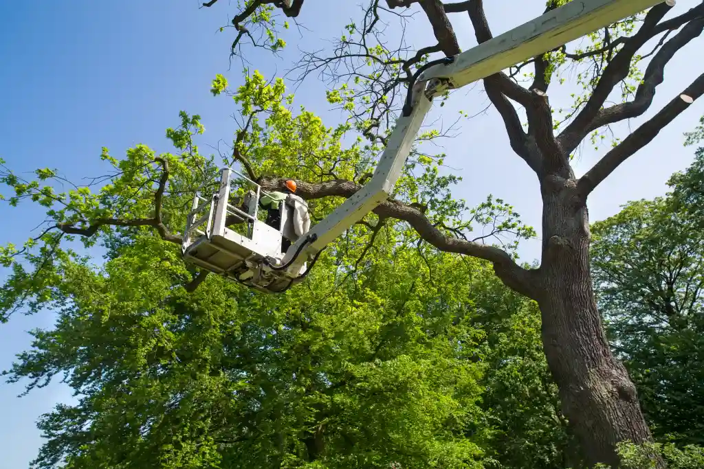 Tree Pruning Service Provided by Accurate Tree Services