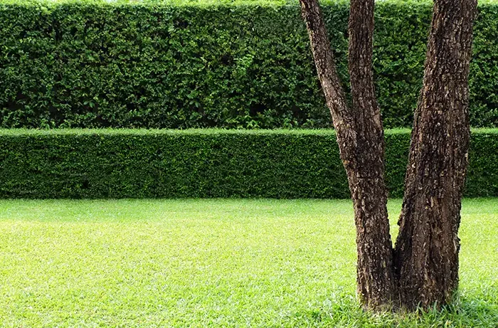 Tree in backyard of home