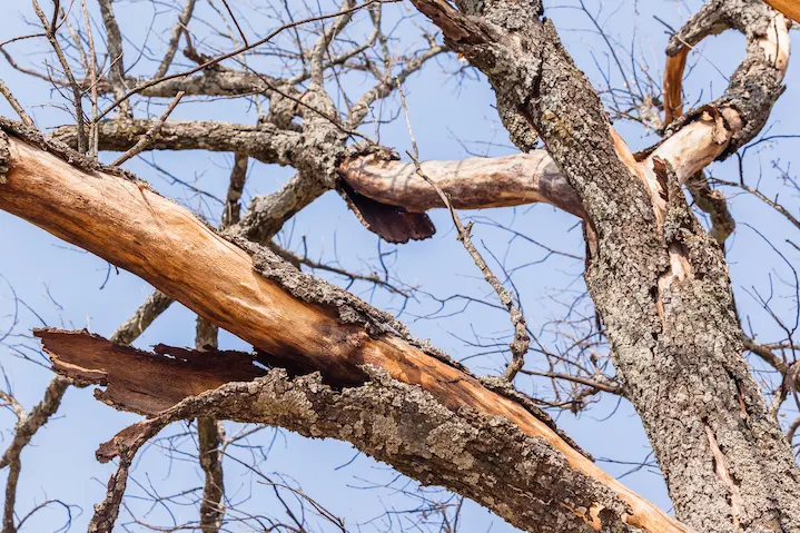 How to Identify and Revive a Dying Tree | Tree Healthcare